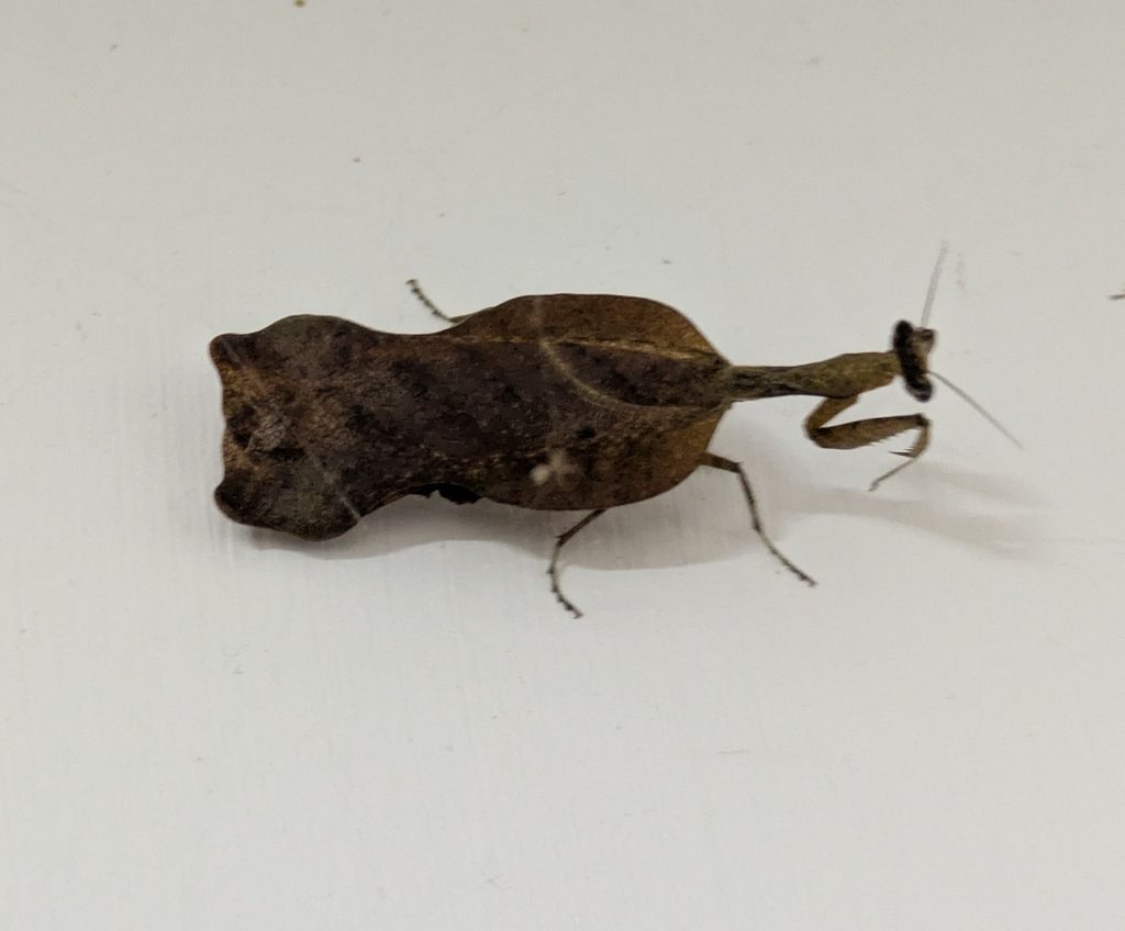 South American Dead Leaf / Boxer Mantis (Acanthops falcata), photographed in the wild