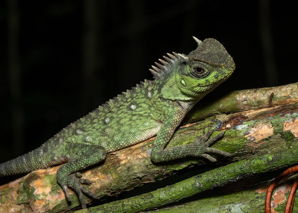 Mountain Horned Dragon (Acanthosaura capra), photographed in the wild