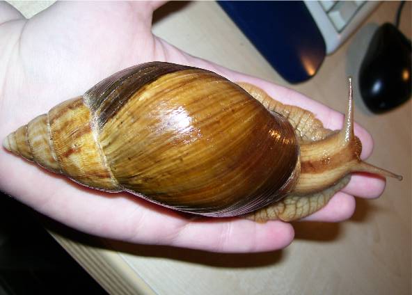 Giant Pink-foot / Immaculate Land Snail (Achatina immaculata), identified on iNaturalist as Lissachatina immaculata, photographed in the wild