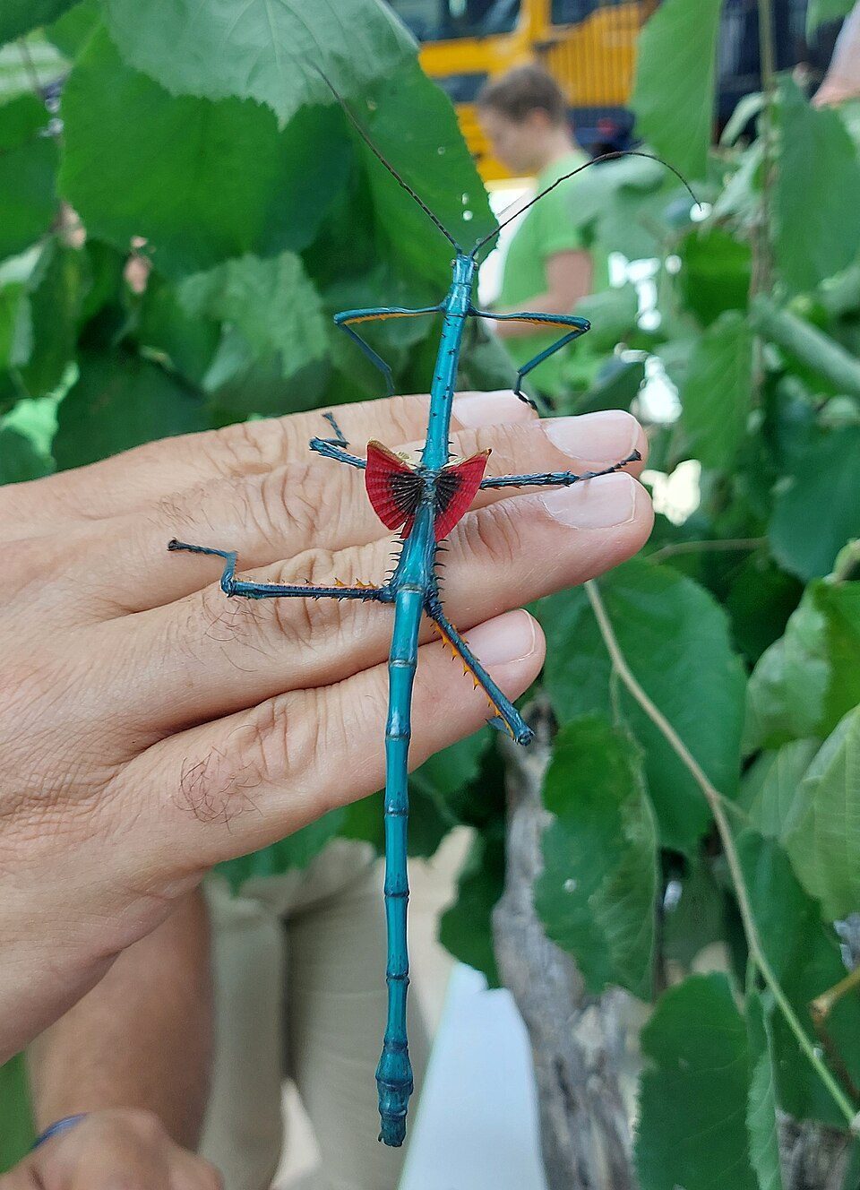 Blue / Metallic Stick Insect (Achrioptera manga), photograph
