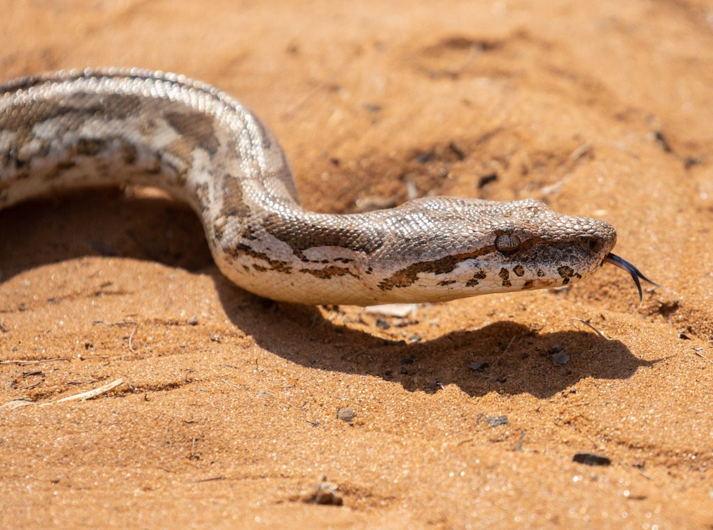 Dumeril's Boa (Acrantophis dumerili), photographed in the wild