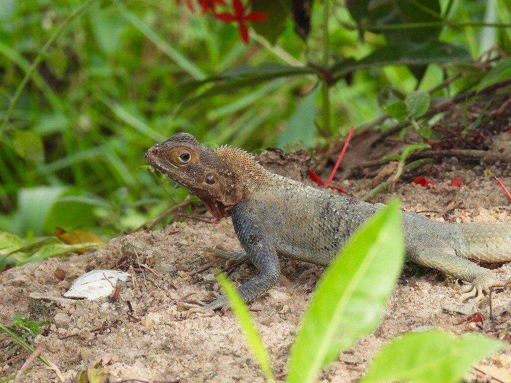 Agama (Agama agama), photograph