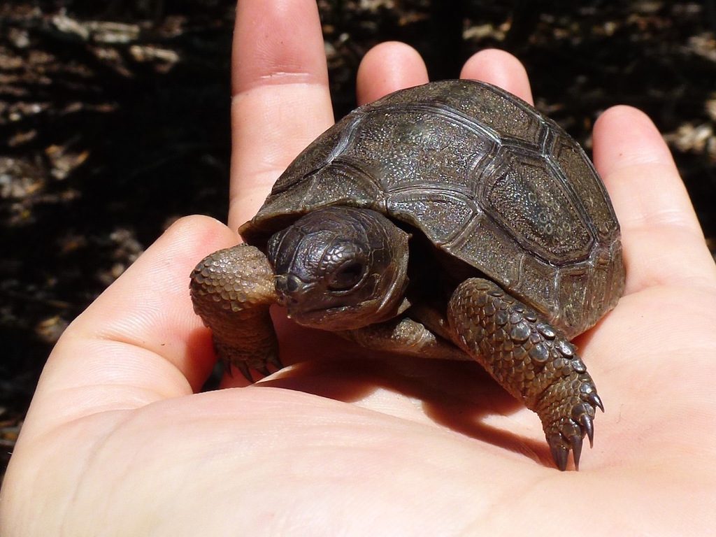 Aldabra Giant Tortoise (Aldabrachelys gigantea), photographed in the wild