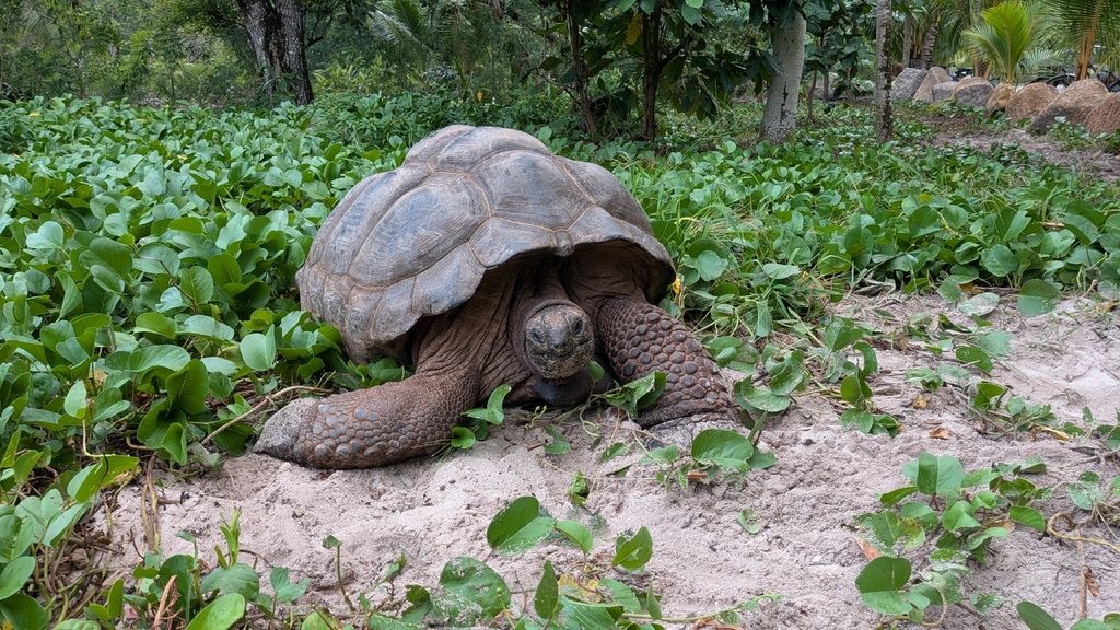 Aldabra Giant Tortoise (Aldabrachelys gigantea), photograph