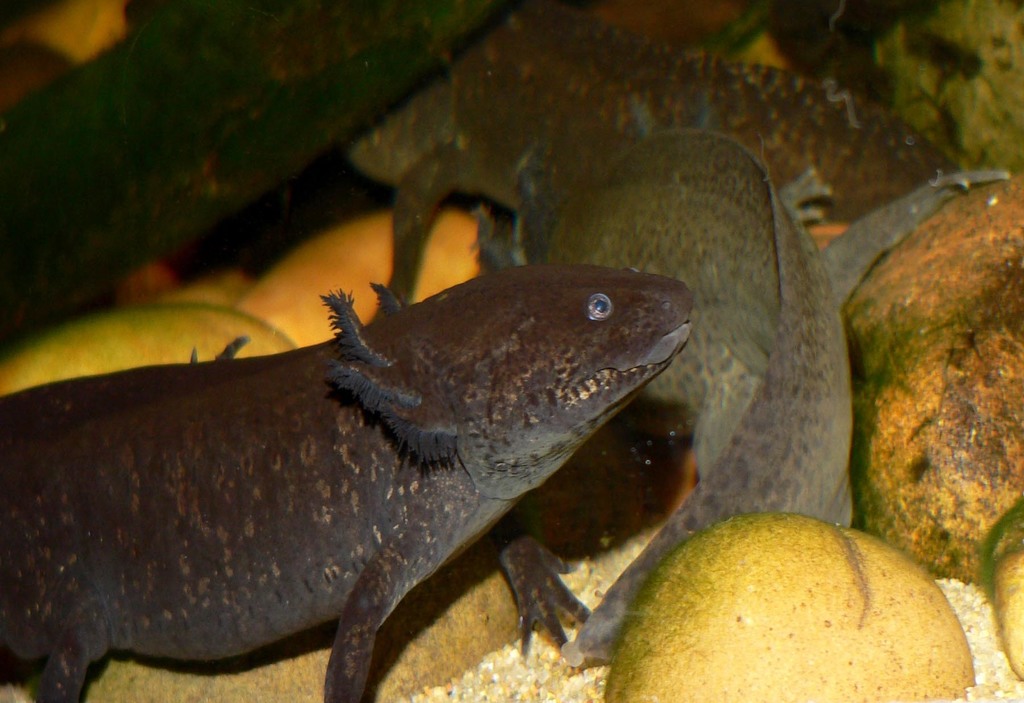 Axolotl (Ambystoma mexicanum), photographed in the wild