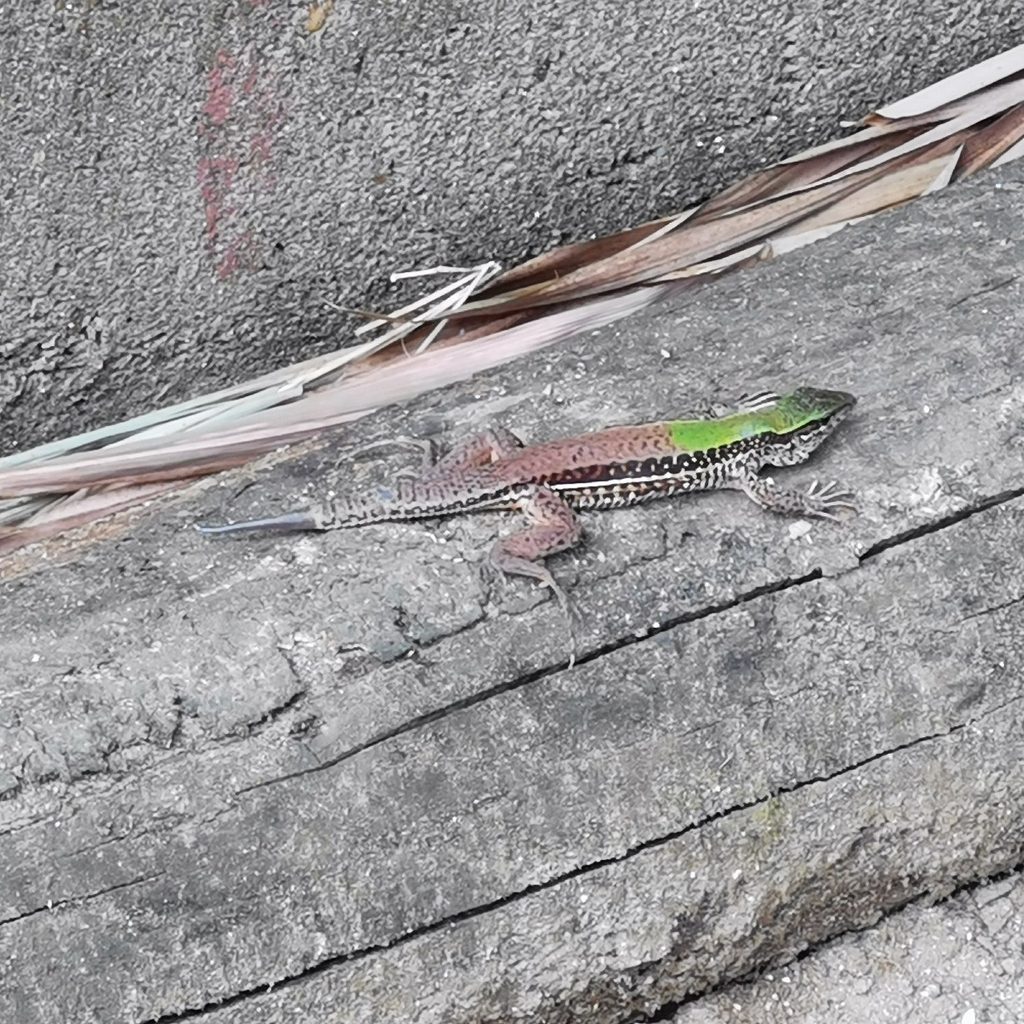 Ameiva (Ameiva ameiva), photograph