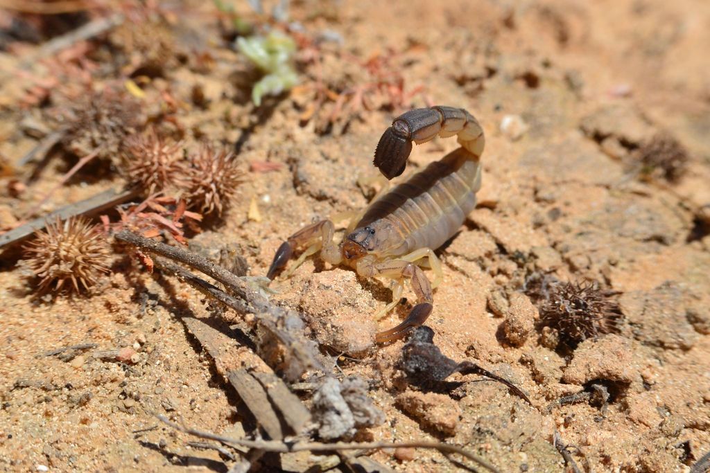 Yellow fat-tailed scorpion (australis) (Androctonus australis), photographed in the wild