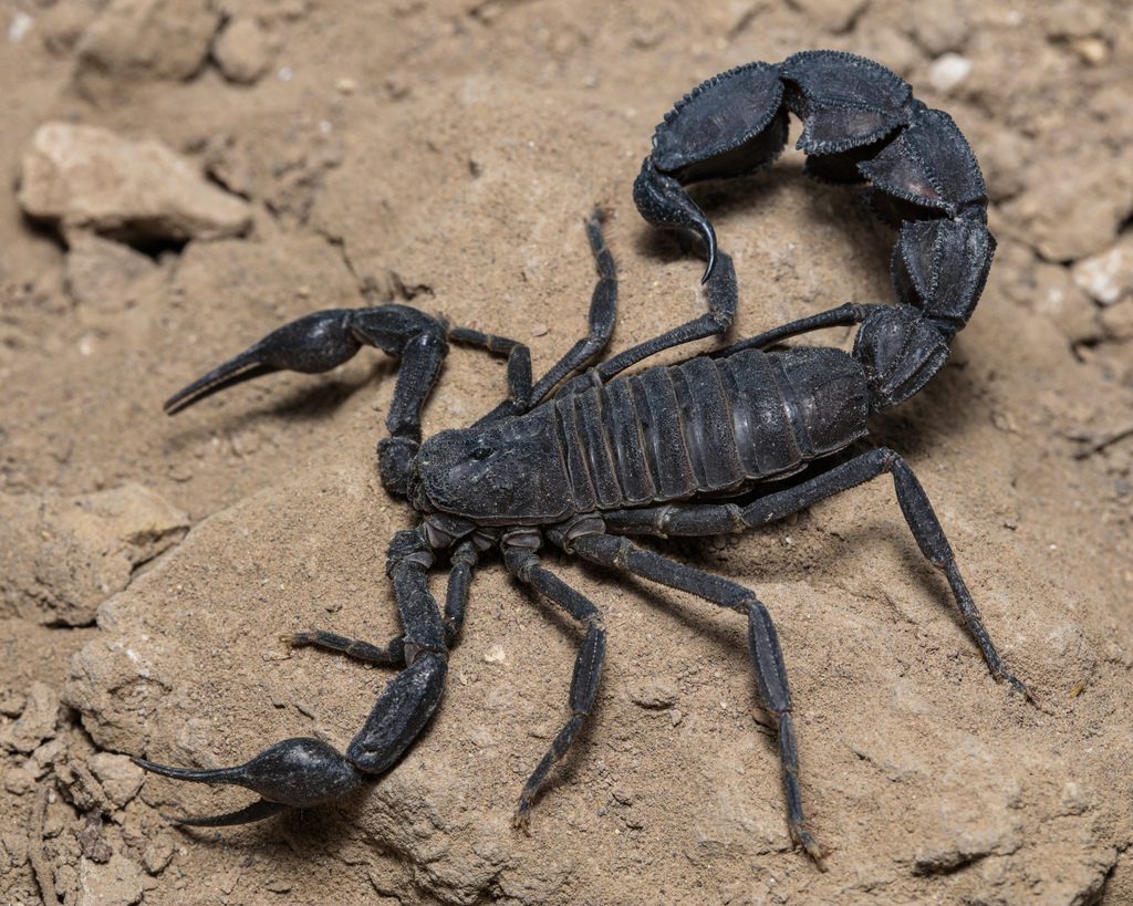 Arabian fat-tailed scorpion (crassicauda) (Androctonus crassicauda), photographed in the wild