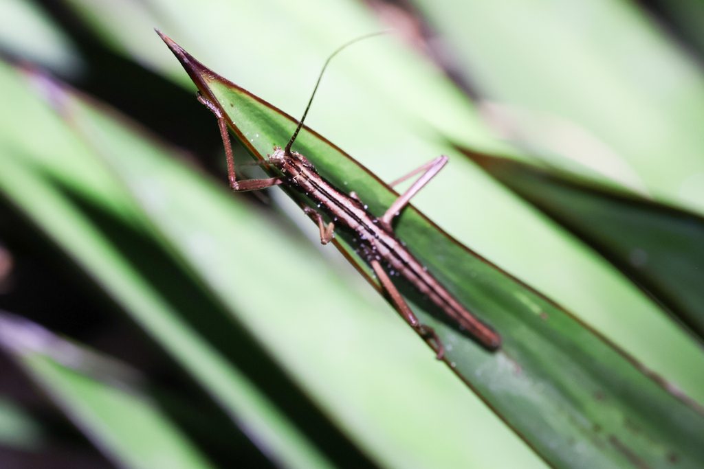 Two-Striped Walkingstick (Anisomorpha buprestoides), photographed in the wild
