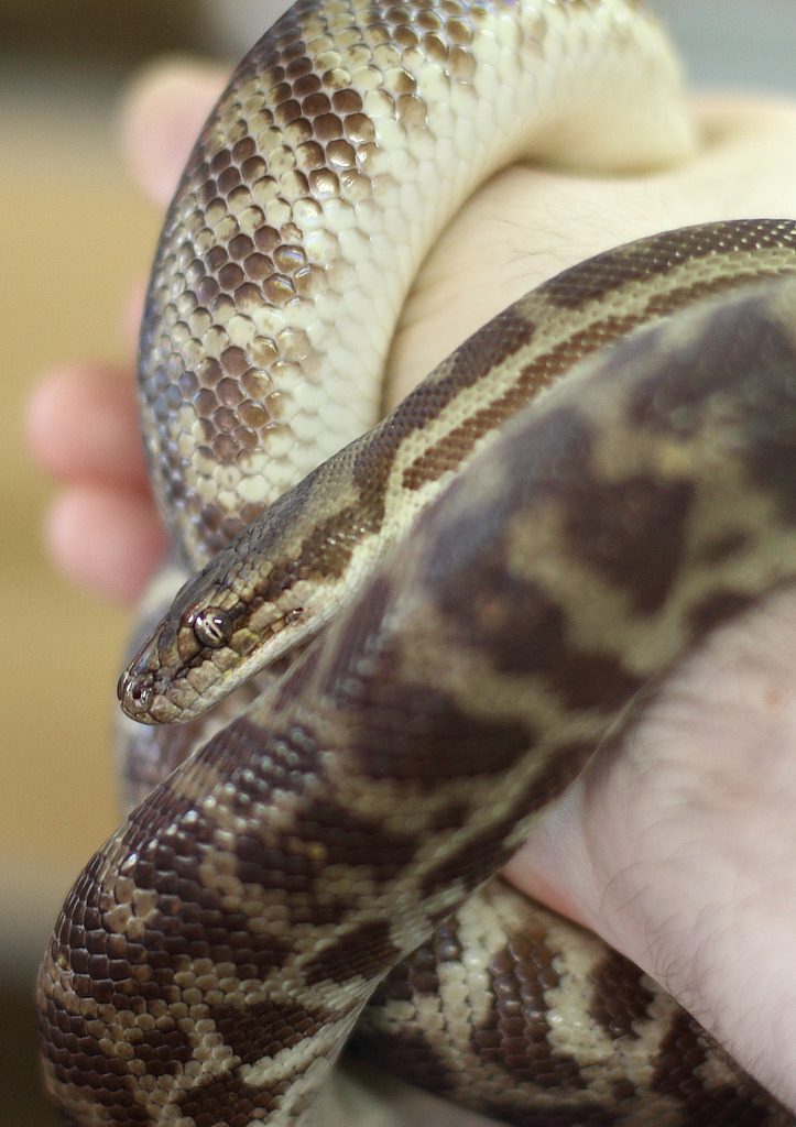 Children's Python (Antaresia childreni), photographed in the wild