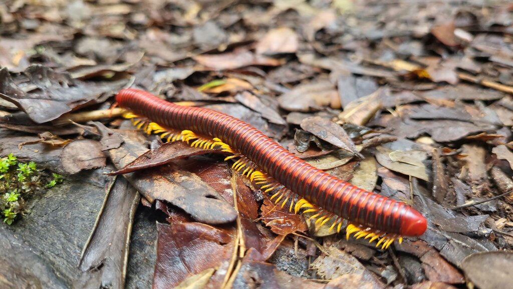 Aphistogoniulus sp. (e.g. corallipes), photographed in the wild