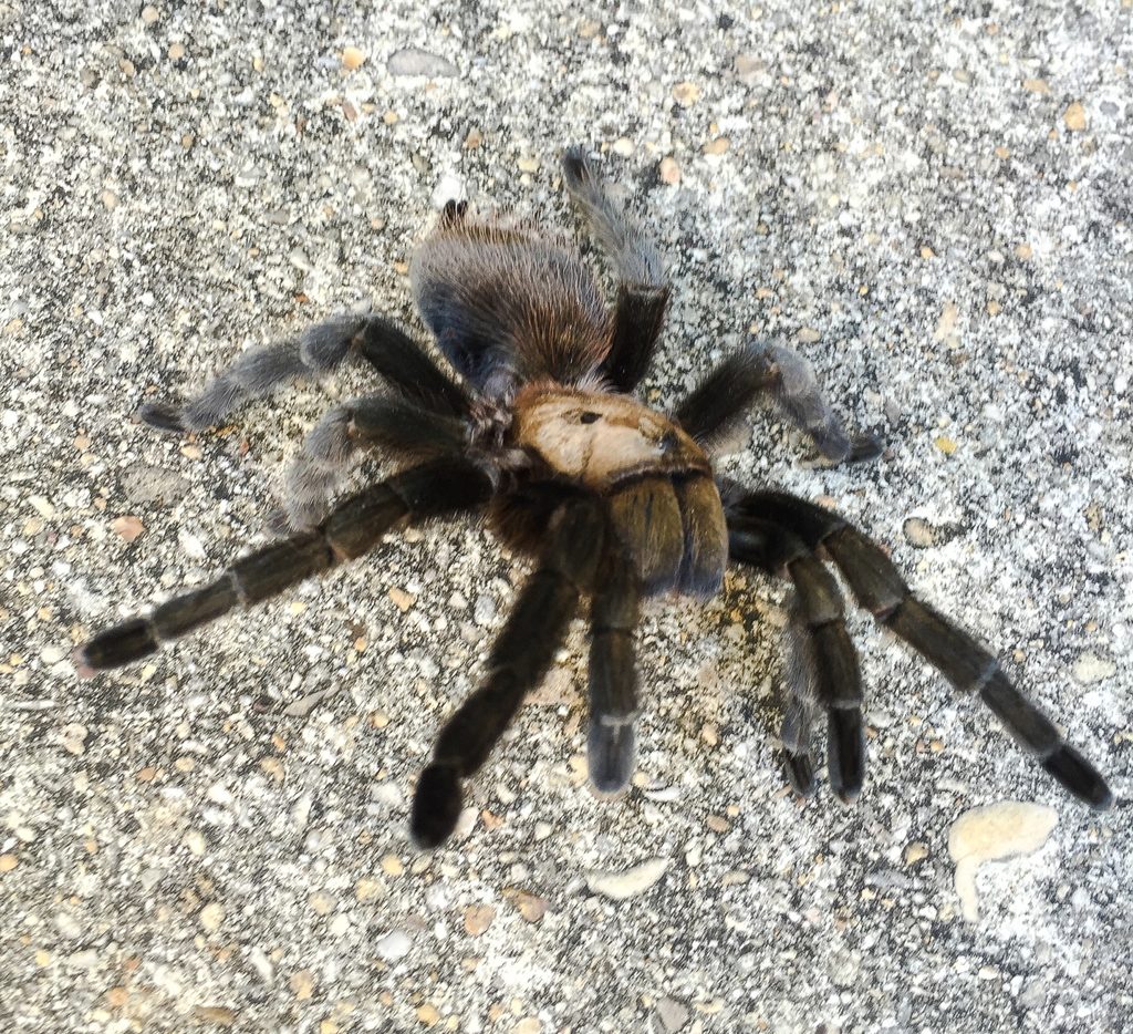 Texas Brown (Aphonopelma hentzi), photographed in the wild
