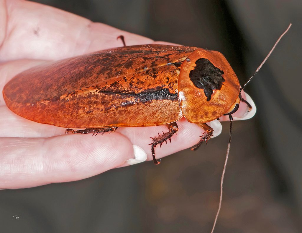 Peppered roach (Archimandrita tessellata), photographed in the wild