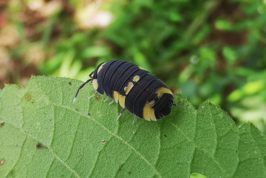 Ardentiella sp., photographed in the wild