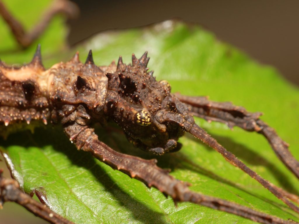 Sabah Thorny Stick Insect (Aretaon asperrimus), photographed in the wild