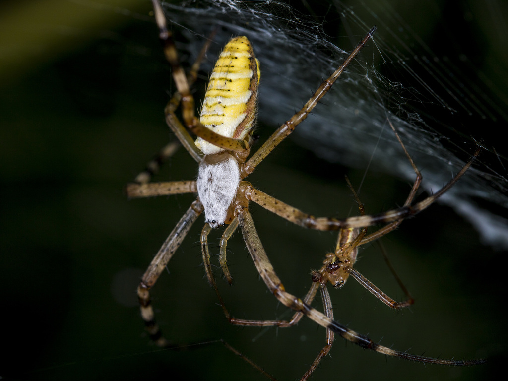 Argiope spp. (e.g. A. aemula, A. catenulata), photographed in the wild