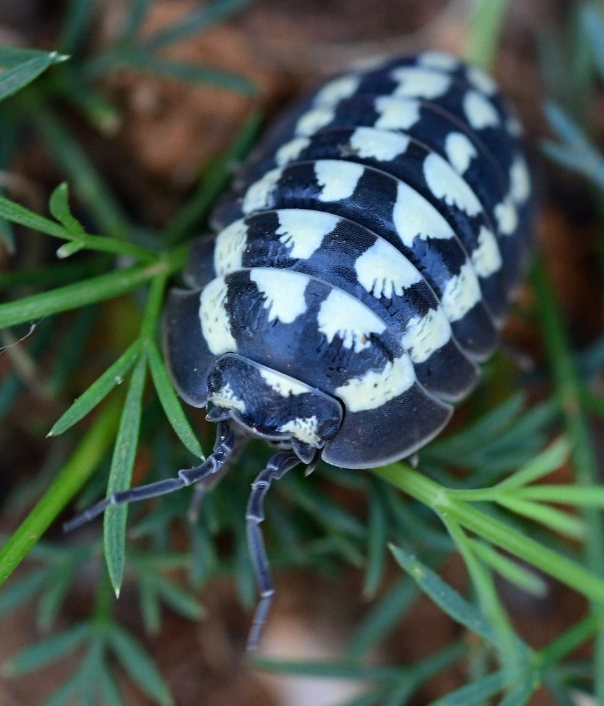 Gestroi / Yellow-spot Pill Isopod (Armadillidium gestroi), photographed in the wild