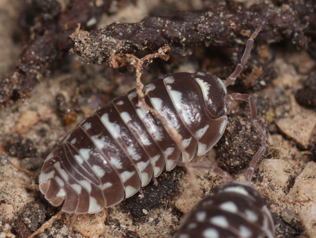 Zebra Isopod (Armadillidium maculatum), photographed in the wild