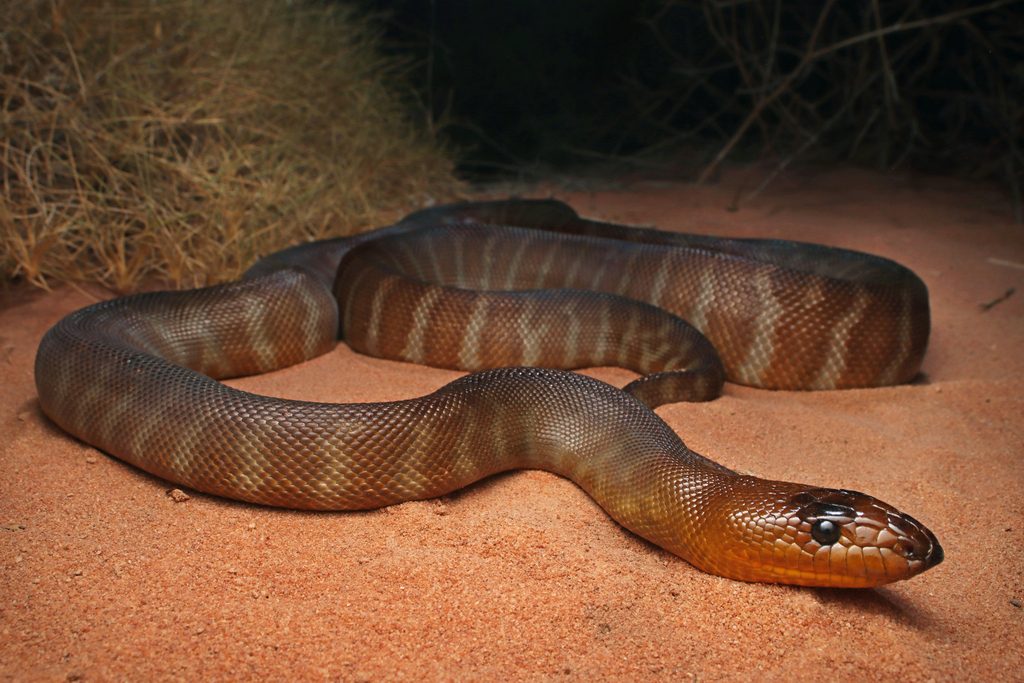 Woma Python (Aspidites ramsayi), photographed in the wild