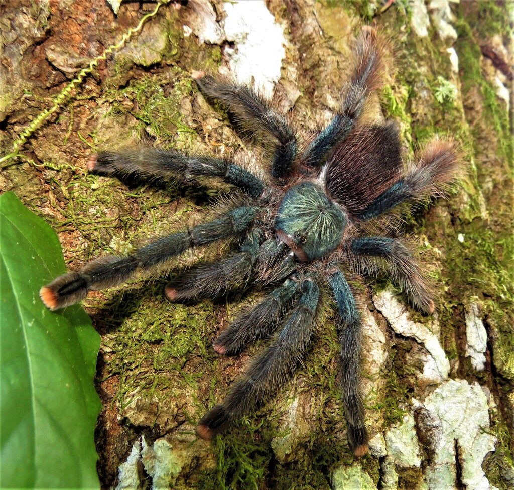 Pinktoe Tarantula (Avicularia avicularia), photographed in the wild