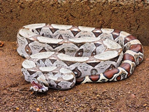 Red-tailed Boa (Boa constrictor constrictor), photograph