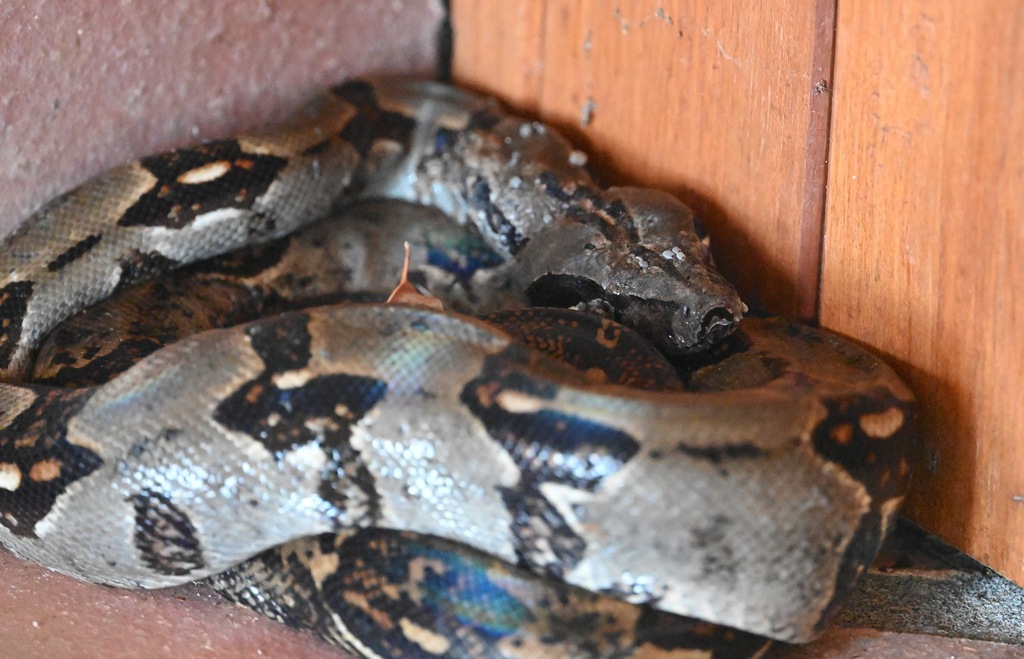 Boa Constrictor (Boa imperator), photograph