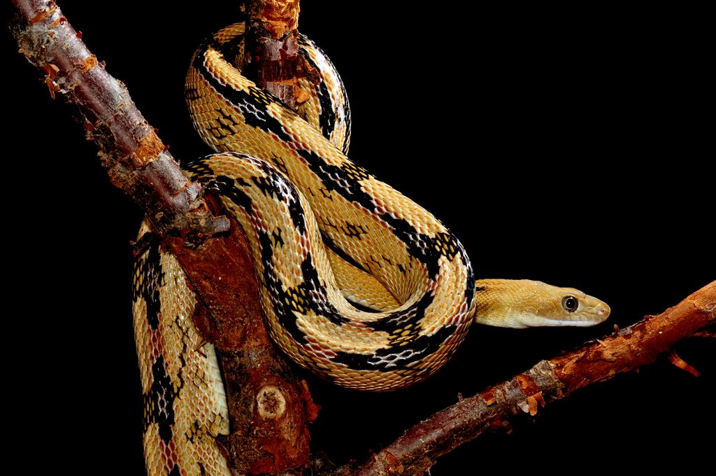 Trans-Pecos Rat Snake (Bogertophis subocularis), photographed in the wild