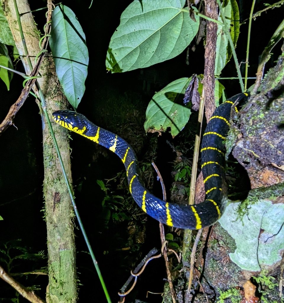 Mangrove Snake (Boiga dendrophila), photographed in the wild