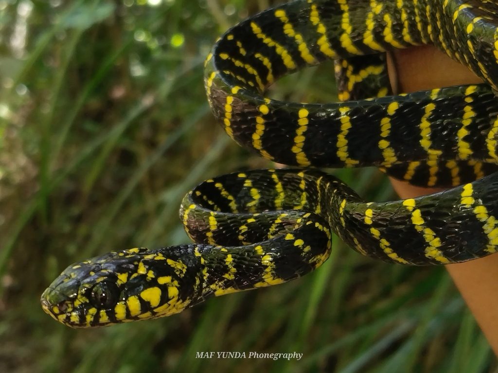 Mangrove Snake (Boiga dendrophila), photograph