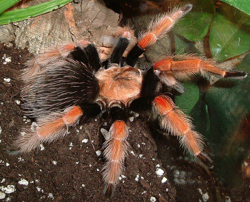 Mexican Fireleg (Brachypelma boehmei), photograph