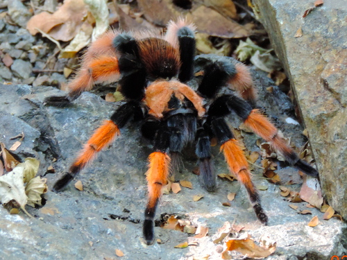 Mexican Redleg (Brachypelma emilia), photographed in the wild