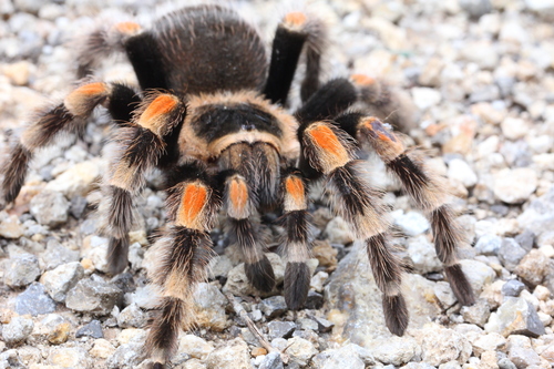 Mexican Red Knee (Brachypelma hamorii), photographed in the wild