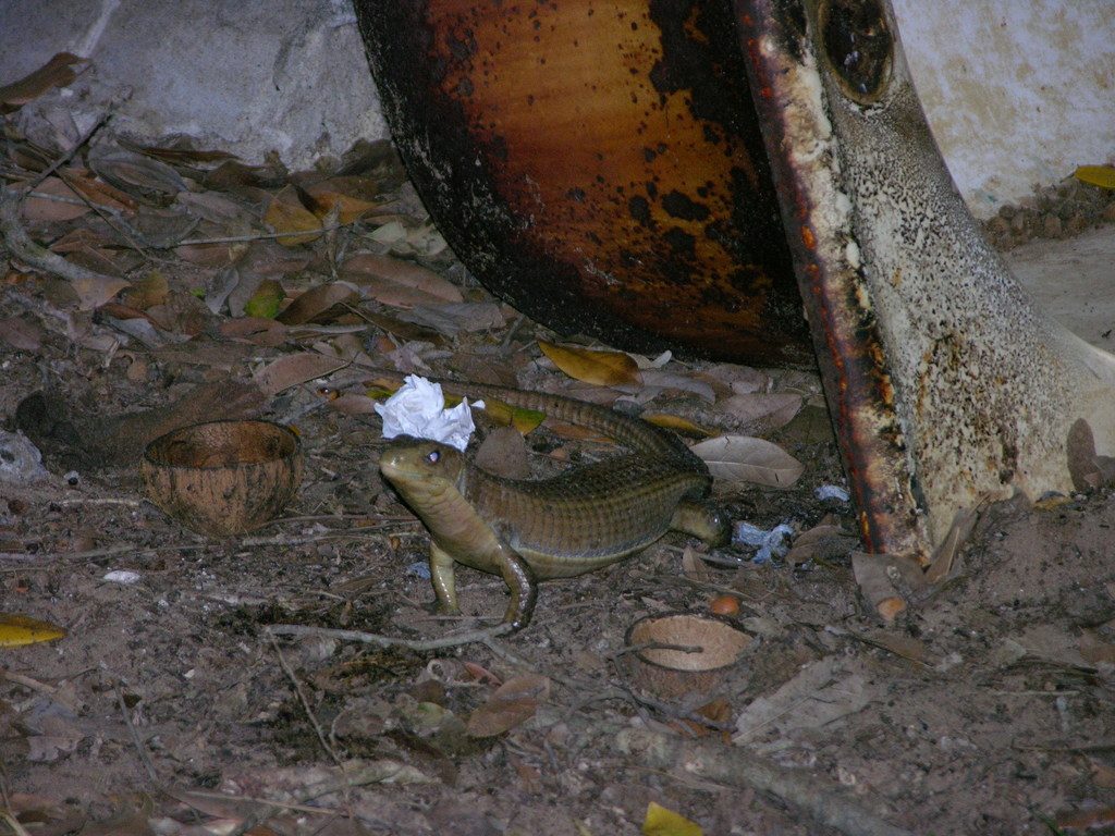 Sudan plated (Broadleysaurus major), photographed in the wild