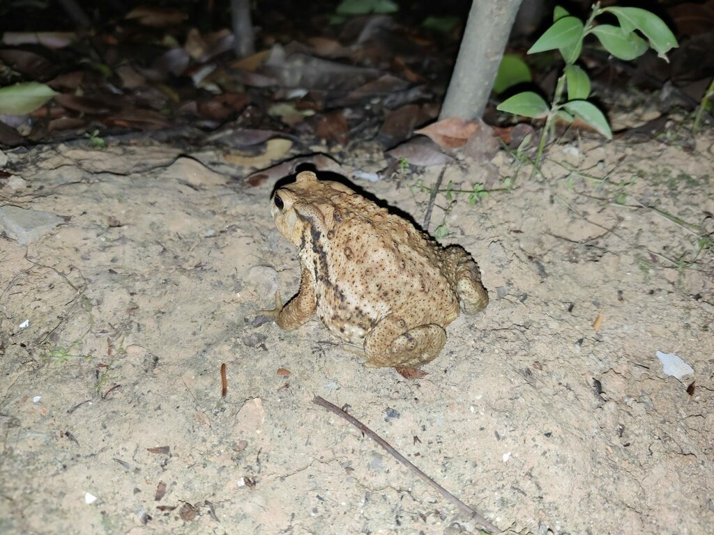 Bufo gargarizans miyakonis, photographed in the wild