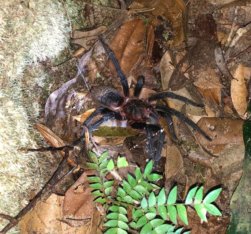 Brazilian Red Head (Bumba cabocla), identified on iNaturalist as Bumba horrida, photographed in the wild