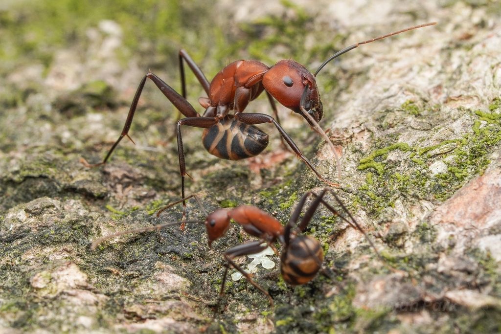 Haberer's carpenter ant (Camponotus habereri), photographed in the wild