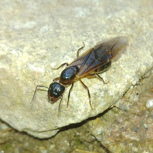 Brown-black Carpenter Ant (Camponotus ligniperda), photograph