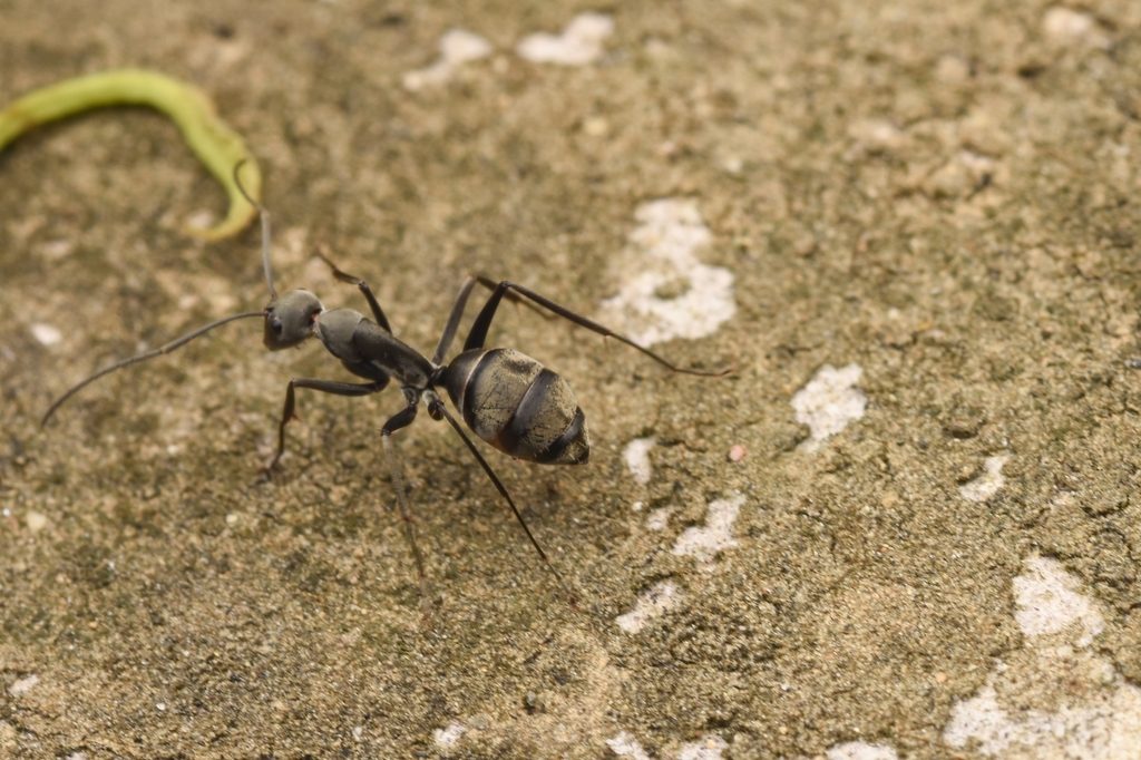 Parius carpenter ant (Camponotus parius), photographed in the wild