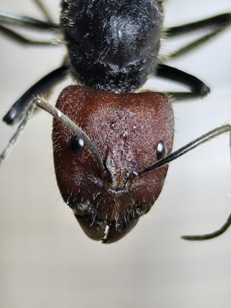 Singapore/red-black carpenter ant (Camponotus singularis), photographed in the wild