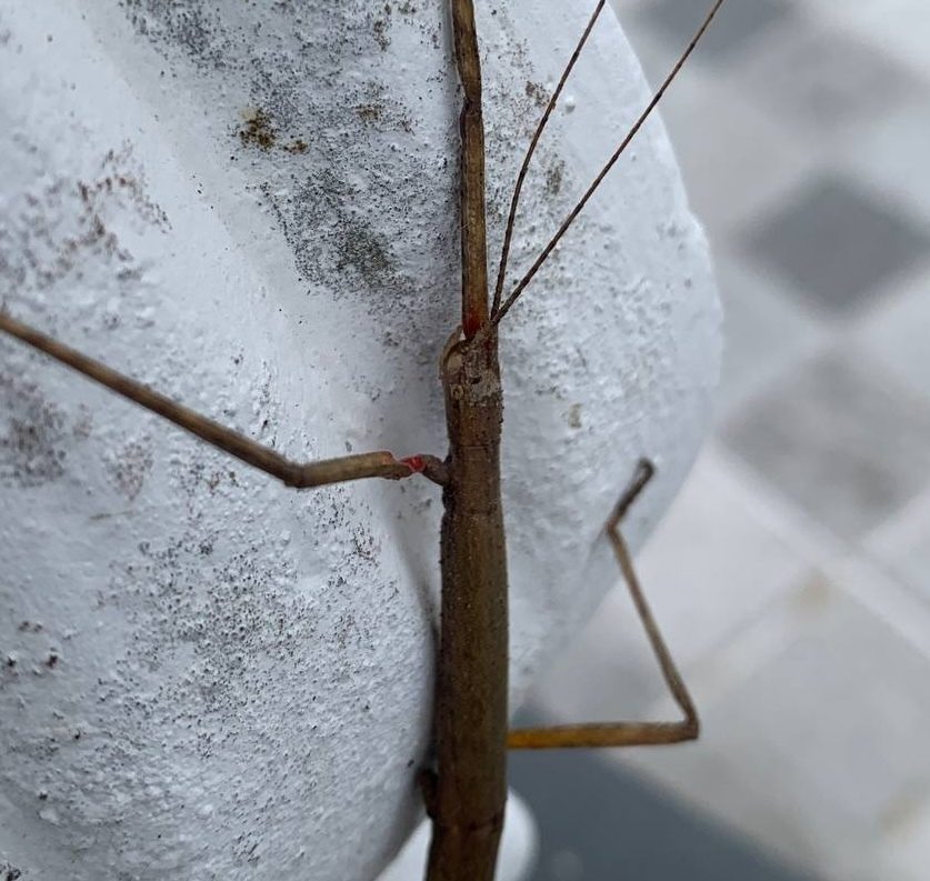 Indian / Laboratory Stick Insect (Carausius morosus), photographed in the wild
