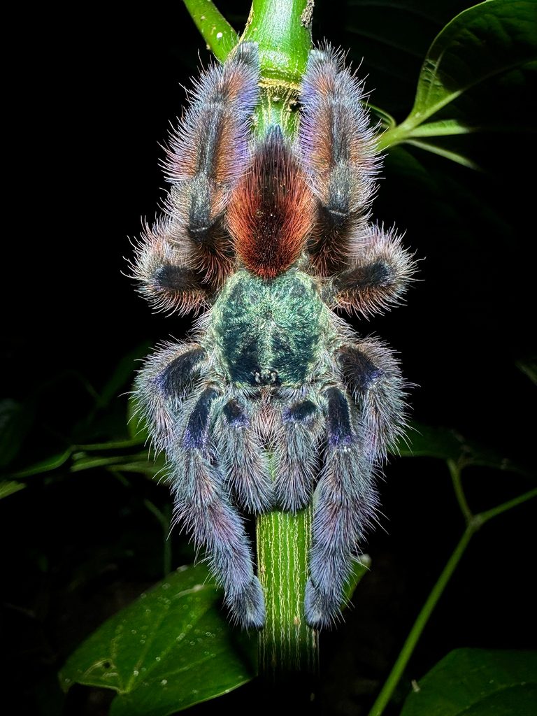 Antilles Pinktoe (Caribena versicolor), photographed in the wild