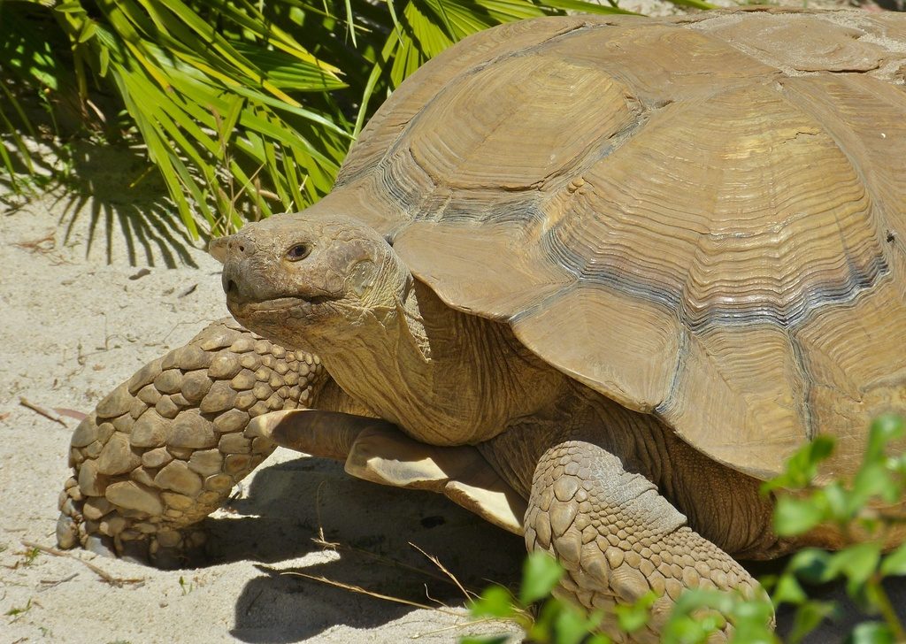 African spurred tortoise (Sulcata) (Centrochelys sulcata), photographed in the wild