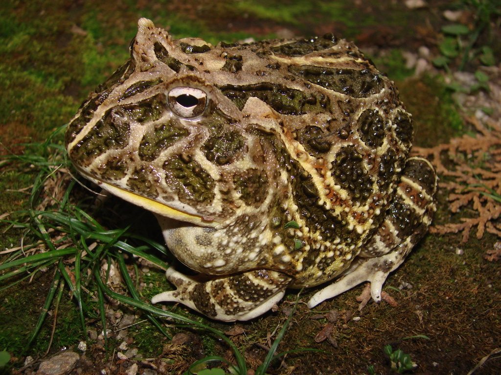 Cranwell's Horned Frog / Pacman Frog (Ceratophrys cranwelli), photograph