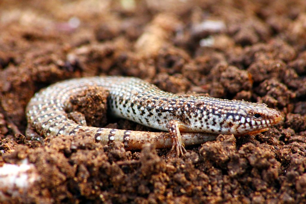 Ocellated Skink (Chalcides ocellatus), photographed in the wild