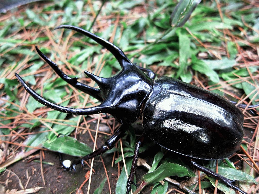 Caucasus beetle (Chalcosoma chiron), photographed in the wild