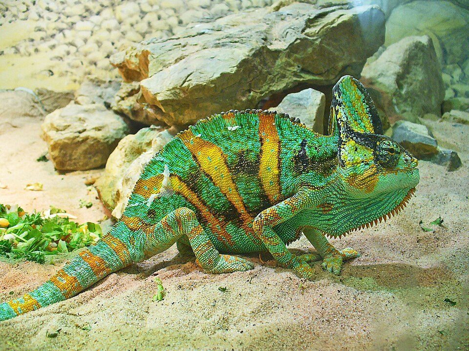 Veiled Chameleon (Chamaeleo calyptratus), photograph