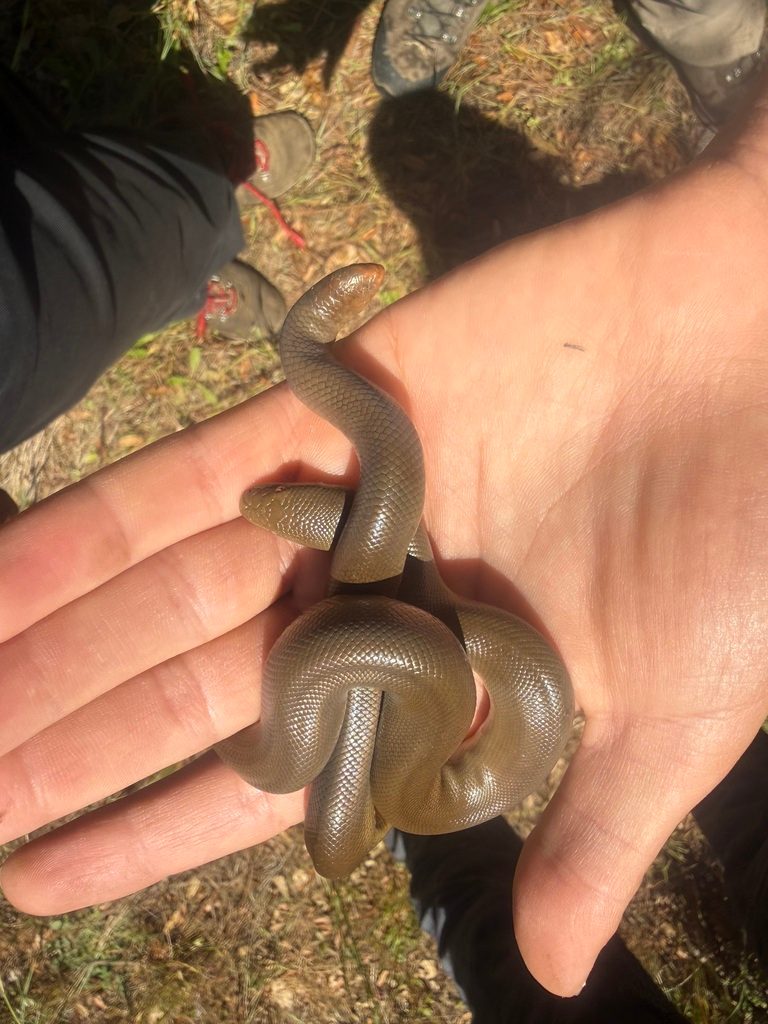 Rubber Boa (Charina bottae), photographed in the wild