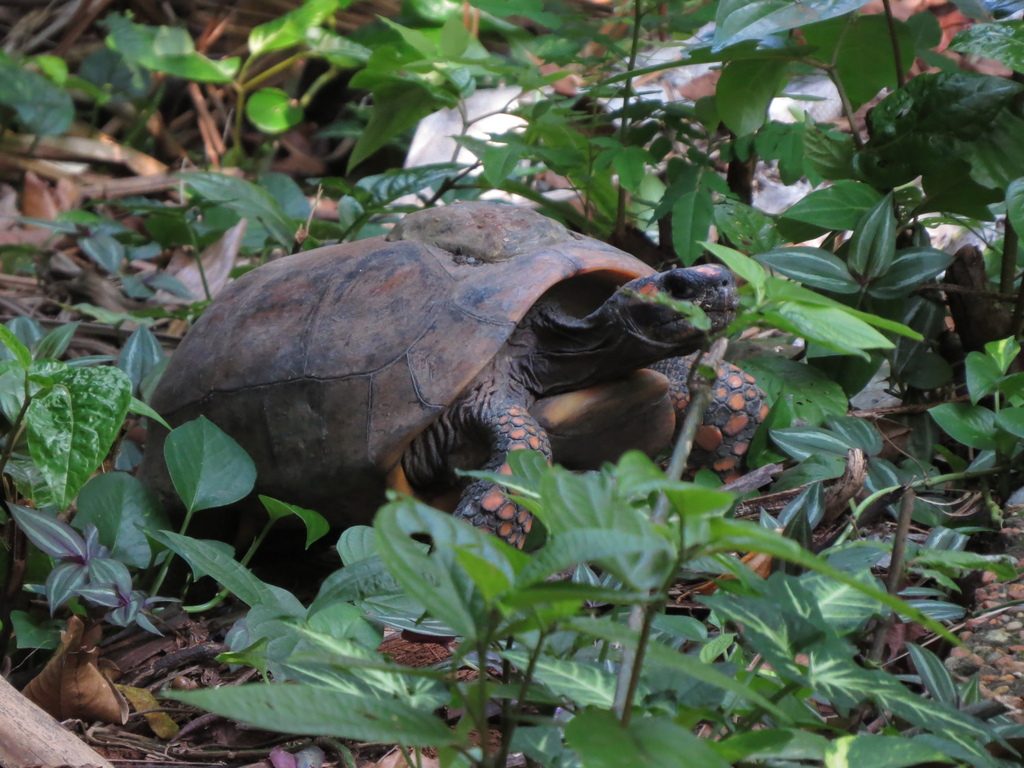 Yellow-footed Tortoise (Chelonoidis denticulatus), photographed in the wild