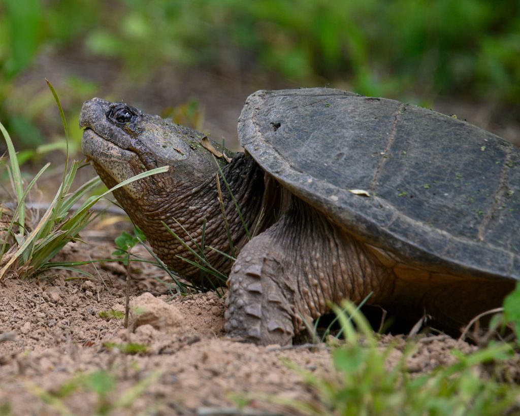 Common Snapping Turtle (Chelydra serpentina), photographed in the wild