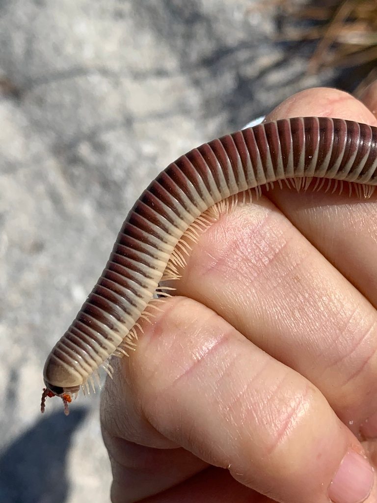 Ivory Millipede (Chicobolus spinigerus), photographed in the wild
